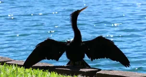 Anhinga Oiseau Noir Séchage Ses Plumes Ailes Ouvertes Lac Eola En Arrière Plan Floride états Unis Fermer Vue Dci Résolution 4k
