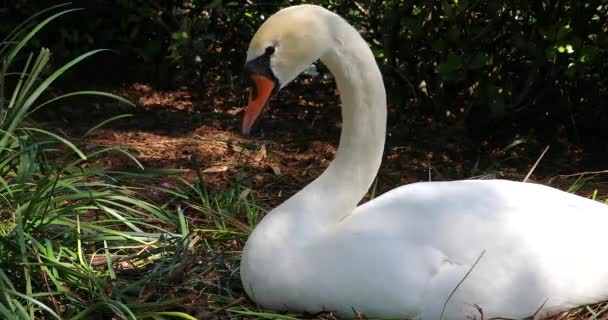 Nest Üzerinde Yatan Güzel Beyaz Swan Yakın Görünüm Eola Gölü — Stok video