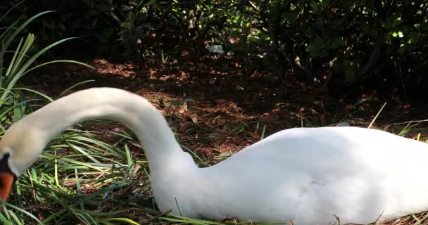 巣に横たわる美しい白い白鳥 クローズアップビュー イオラ湖 オーランドのダウンタウンの公共公園 フロリダ州 Dci 解像度 — ストック動画