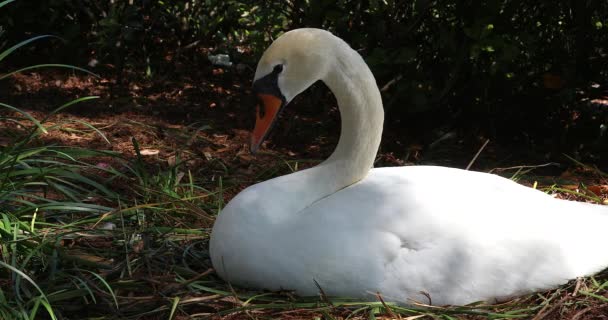 巣に横たわる美しい白い白鳥 クローズアップビュー イオラ湖 オーランドのダウンタウンの公共公園 フロリダ州 Dci 解像度 — ストック動画