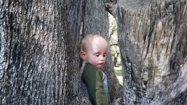 可爱的小男孩爬上老橄榄树 杜帽马丁在罗克布鲁内 关闭波特拉蒂 — 图库视频影像