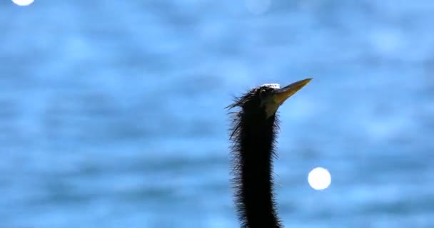 Anhinga Zwarte Vogel Hoofd Lange Nek Achtergrond Vervagen Bokeh Lake — Stockvideo