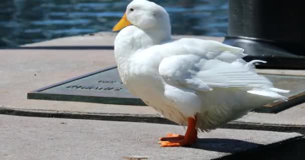 Vit Amerikansk Pekin Duck Rengöring Sina Fjädrar Närbild Porträtt Dci — Stockvideo