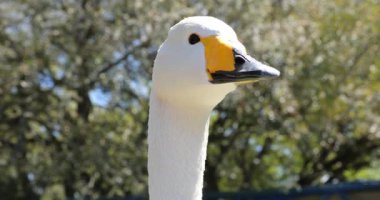 Güzel Bewick 's (Cygnus columbianus) kuğu kuş kafası ve uzun boyun, yakın çekim portre-dCi 4k çözünürlük