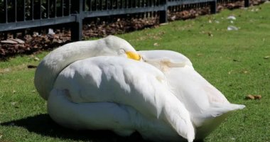 Sleepy Bewick 's Swan (Cygnus columbianus), yakın çekim portre-dCi 4k çözünürlük