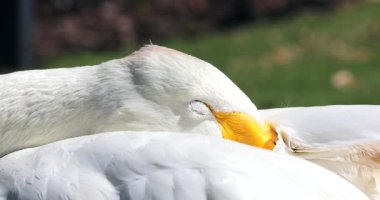 Sleepy Bewick 's Swan (Cygnus columbianus), yakın çekim portre-dCi 4k çözünürlük