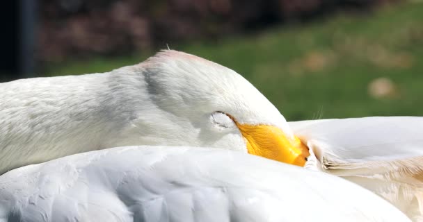 Sleepy Bewick Swan Cygnus Columbianus Närbild Porträtt Dci Upplösning — Stockvideo
