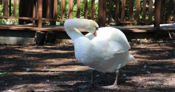 Gyönyörű White Swan Takarítás Toll Közelről Portré Lake Eola Park — Stock videók