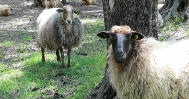 Schafherde Und Lämmer Unter Den Bäumen Entspannung Der Natur Nahsicht — Stockvideo