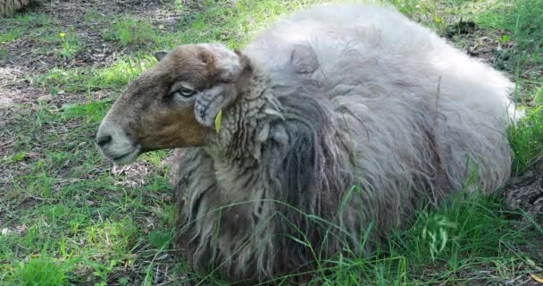 Schafe Liegen Grünen Gras Entspannen Sich Der Natur Nahsicht Dci — Stockvideo