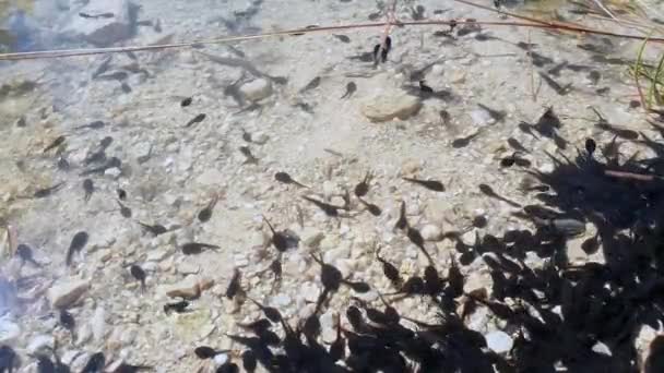 Grand groupe de têtards noirs dans un étang, vue rapprochée - Résolution 4K 