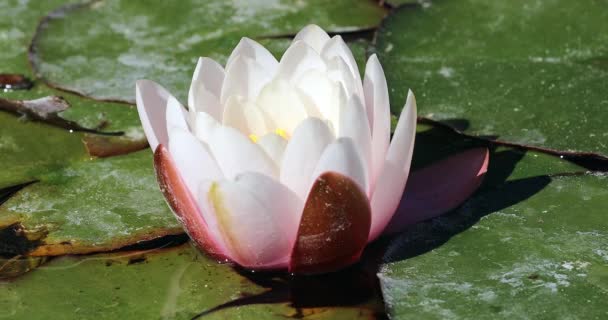 Pink Water Lily Blossom Fleur Lotus Dans Étang Avec Belles — Video