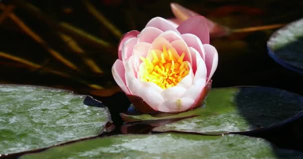 Roze Water Lelie Bloesem Lotus Bloem Een Vijver Met Prachtige — Stockvideo