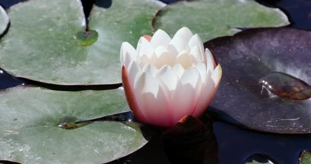 Pink Lotus Flower Water Lilly Pond Beautiful Petals Leaves Close — Stock Video