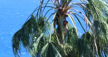 Palm Tree Rüzgarsal Sallayarak, Washingtonia Robusta Palmiye Ağacı Top (Meksika Fan Palm Veya Meksika Washingtonia) Karşı Mavi Akdeniz, Ventimiglia, Liguria, İtalya, Avrupa. Yakından Görüntüle - Dci 4k Video