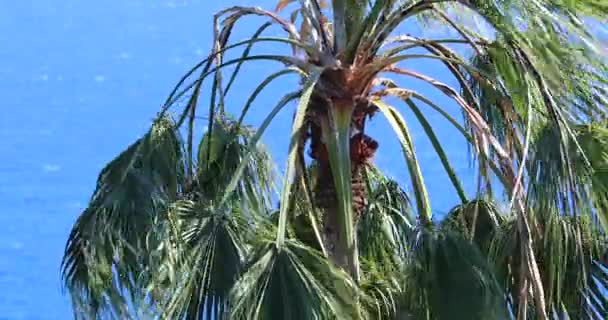 Palm Tree Wawing Wind Top Washingtonia Robusta Palm Tree Mexican — стоковое видео