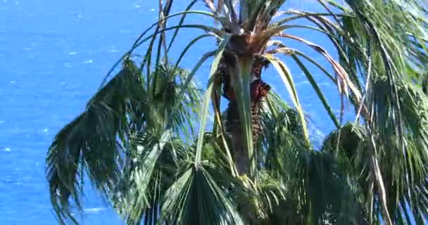 Palm Tree Waving Wind Top Washingtonia Robusta Palm Tree Mexican — Video Stock