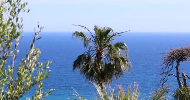 Vacker Palmträd Mot Den Blå Medelhavet Och Himlen Ventimiglia Ligurien — Stockvideo