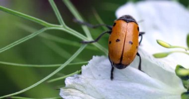 Karınca Torbası Beetle (Clytra Laeviuscula) Beyaz Çiçek Yaprakları Üzerinde Yürüyüş. Yakın Çekim Görünümü / Makro Çekim - Dci 4k Çözünürlük