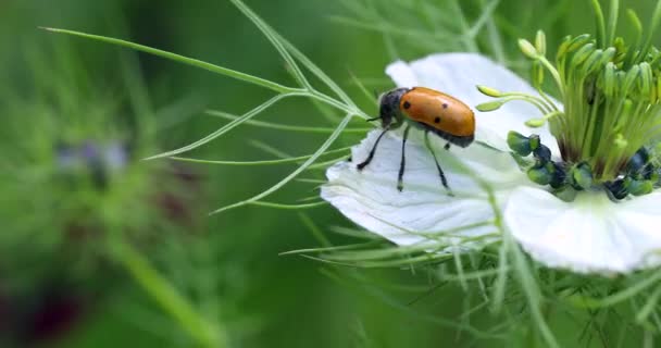 Piękne Ant Bag Beetle Clytra Laeviuscula Płatki Białego Kwiatu Zbliżenie — Wideo stockowe