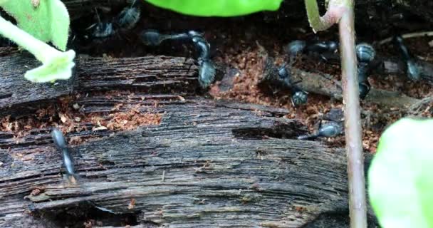 Große Schwarze Ameisen Bewegen Sich Auf Einem Baumstamm Nahaufnahme Makroaufnahme — Stockvideo