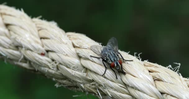 Кімнатна Муха Musca Доместика Рухається Мотузці Закрити View Макрос Постріл — стокове відео