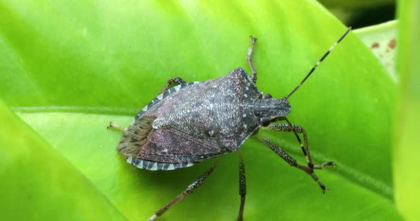 Brown Marmorated Stink Bug Halyomorpha Halys Limpando Sua Antena Folha — Vídeo de Stock