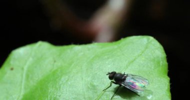 Yeşil yaprakta küçük sinek. Yakın Çekim Görünümü / Makro Çekim - Dci 4k Çözünürlük