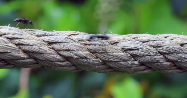 Μεγάλα Μαύρα Μυρμήγκια Που Τρέχουν Πάνω Από Ένα Σχοινί Close — Αρχείο Βίντεο