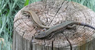 Ahşap Kutbun Üzerinde Güneşlenen Kertenkele Çifti, Ortak Duvar Kertenkelesi, Podarcis Muralis. Close Up View / Macro Shot, Fransa'nın Güneydoğusu - Dci 4k Çözünürlük