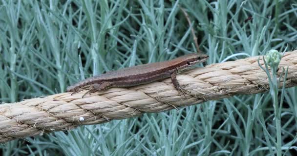 Eidechse Auf Einem Seil Liegend Mit Fehlendem Schwanz Podarcis Muralis — Stockvideo