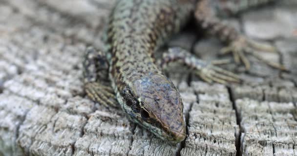 Ödla Liggande Trä Stolpen Vanlig Väggödla Podarcis Muralis Närbild Visa — Stockvideo