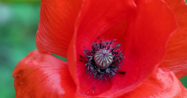 Red Poppy Flower Detail Blurred Background Close View Macro Shot — Stock Video