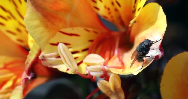Πετάξτε Ένα Πανέμορφο Κίτρινο Και Πορτοκαλί Λουλούδι Close Προβολή Shot — Αρχείο Βίντεο