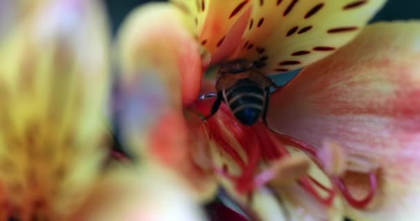 蜜蜂享受花蜜内美丽的花和飞 黄色和橙色 特写视图 微距拍摄 Dci 分辨率 — 图库视频影像