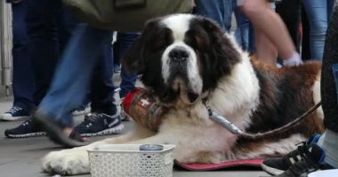 Londra, İngiltere, 31 Mayıs 2019: St Bernard Tramp Köpek Londra'da Sokakta Boynunda Alkol Bir Varil ile. Yakın Çekim Görünümü - Dci 4k Çözünürlük