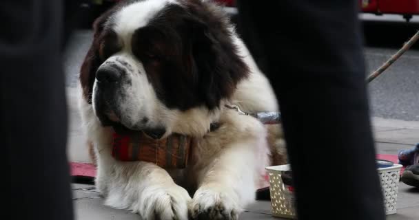ロンドン 2019年5月31日 ロンドンの通りで彼の首の周りにアルコールのバレルを持つセントバーナードトランプ犬 クローズアップビュー Dci 4K解像度 — ストック動画