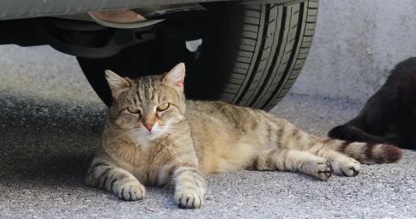 通りで車の下に横たわっている美しいストリート猫 クローズアップビュー Dci 4K解像度 — ストック動画