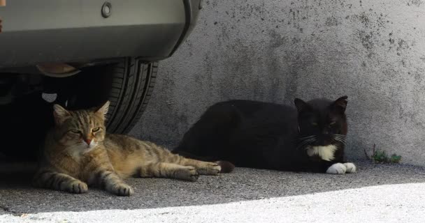 Δύο Street Cat Βρίσκεται Κάτω Από Αυτοκίνητο Στο Δρόμο Στο — Αρχείο Βίντεο