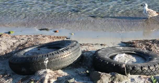 ブルガリア ヨーロッパ 海水の汚染の黒海沿岸のビーチに放棄された車のタイヤ クローズアップビュー Dci 4Kビデオ — ストック動画