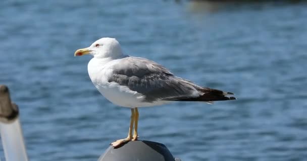 Gabbiano Sul Motore Della Barca Onde Blu Del Mare Sullo — Video Stock