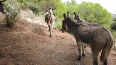 Group Of Donkeys Running In The Mountain On The French Riviera In France. Close Up View - 4K Video