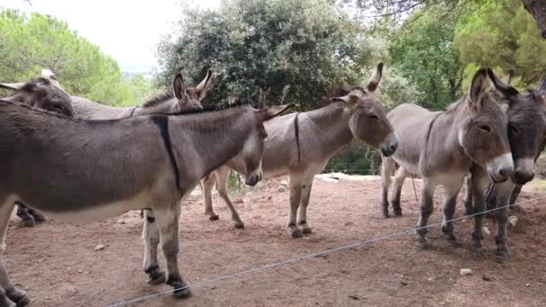 Group Beautiful Donkeys Mountain French Riviera France Close View Video — Αρχείο Βίντεο