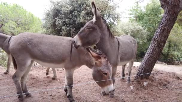 Beaux ânes sur la montagne sur la Côte d'Azur en France. Vue rapprochée - Vidéo 4K 