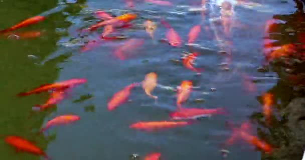 Viele Bunte Goldfische Und Koi Karpfen Einem Alten Teich Nahaufnahme — Stockvideo