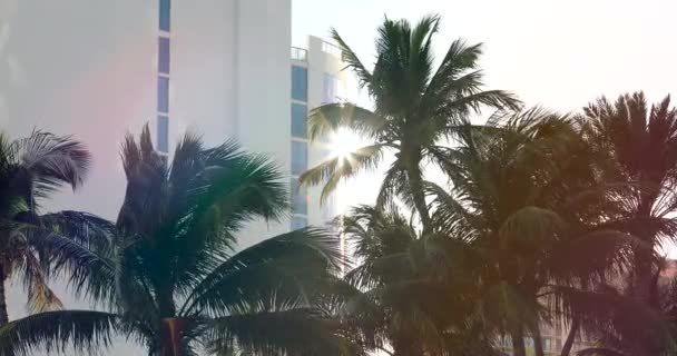 迈阿密海滩热带棕榈树在风中 美国佛罗里达州阳光明媚的天气日 Dci 4K分辨率 — 图库视频影像