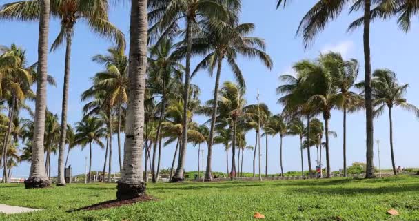 Майами Флорида Сша Февраля 2019 Года Пальмы Парке Lummus Солнечный — стоковое видео