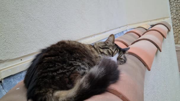 Cat Ξαπλωμένη Στα Πλακάκια Μιας Στέγης Ενός Μεσογειακού Σπιτιού Γαλλική — Αρχείο Βίντεο
