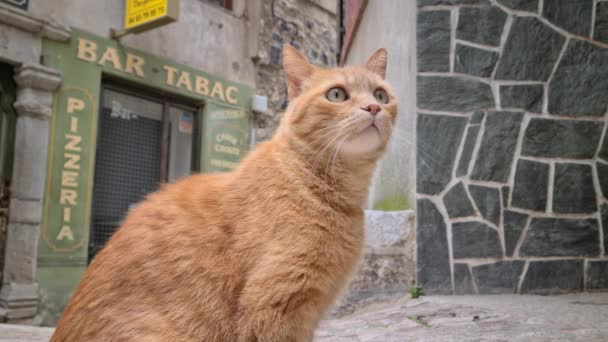 Όμορφη Κόκκινη Γάτα Ένα Τυπικό Γαλλικό Δρόμο Ένα Παλιό Χωριό — Αρχείο Βίντεο