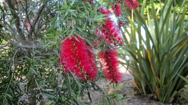 Melaleuca Citrina Flores Frutas Vermelhas Austrália Também Conhecidas Como Vermelho — Vídeo de Stock
